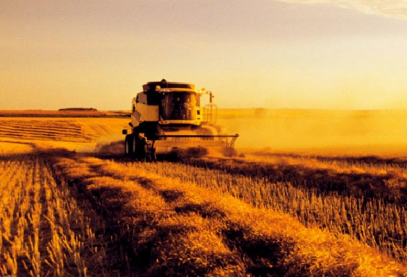 ZDA rekordno letino pšenice v Rusiji dojemajo kot grožnjo