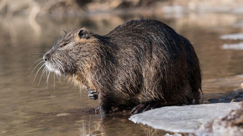 Nutrije: Nevarna zaščita serijskih uničevalk mokrišč in prenašalk odpornih bakterij, zajedalcev in bolezni