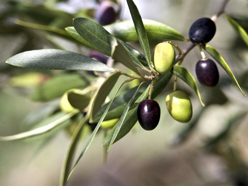 Pri oljkah do 40-odstoten izpad pridelka