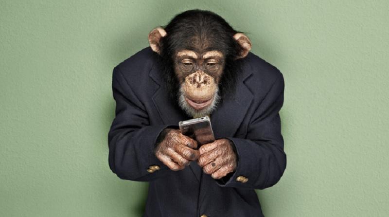 Opica je v 10 letih na borzi zaslužila več kot poklicni finančniki 
