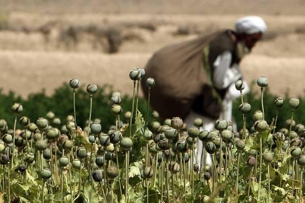 ZN: V Afganistanu letos rekordna pridelava opija