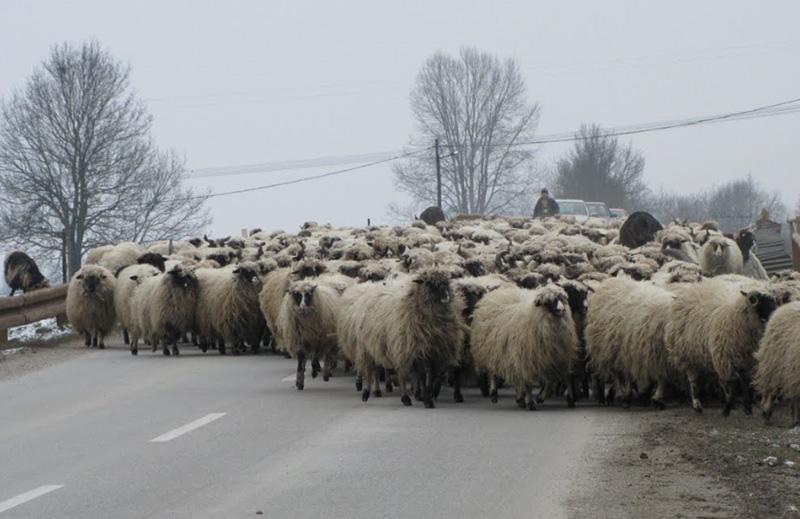 V Beli krajini stavijo tudi na tradicionalne naravne zmožnosti