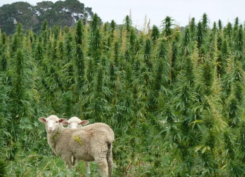 Avstralija bo širom sveta  izvažala medicinsko konopljo