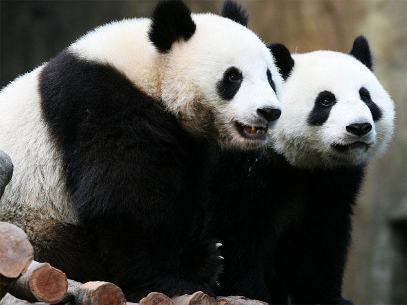 Na Kitajskem uspešno izvedli parjenje divje pande in pande v ujetništvu