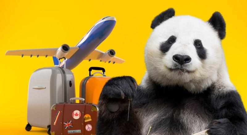 Zaostreni diplomatski odnosi tudi v živalskem vrtu: Zakaj Američani vračajo pande na Kitajsko?