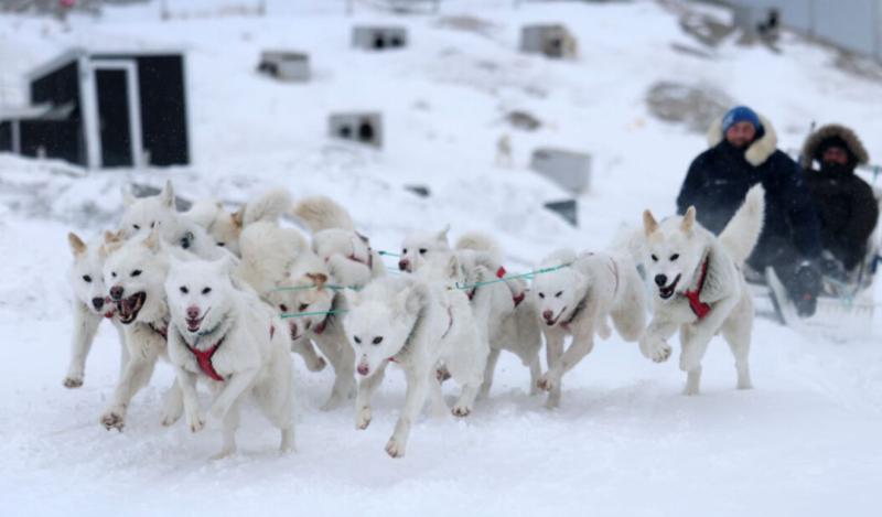 Protestna nota: Trumpovemu odposlancu na Grenlandiji prepovedan vstop na pasjo dirko