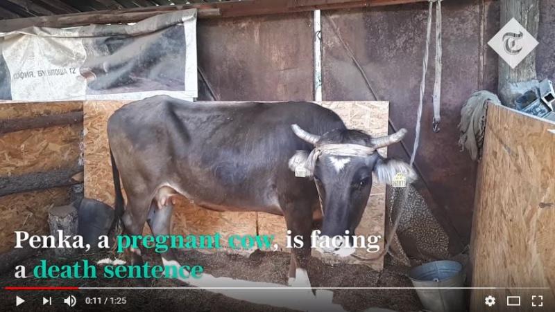 Bolgarski uradniki za usmrtitev ilegalne migrantke