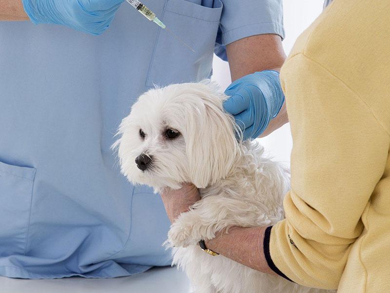 Bančni račun lahko odprejo tudi živali