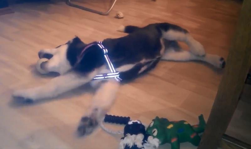 Dvomesečna aljaška malamutka med igro