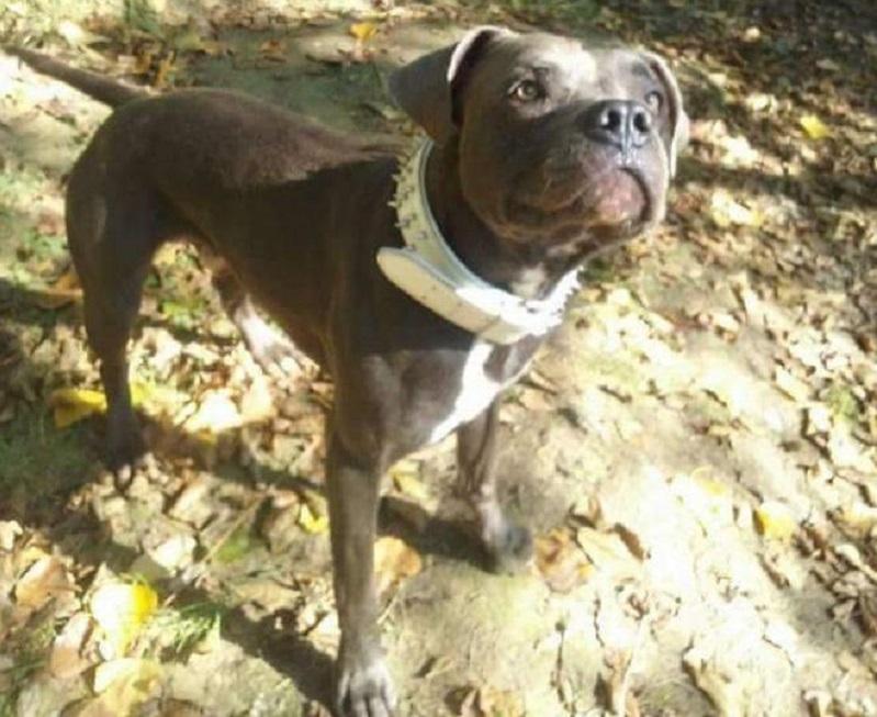 Nevarnega psa včeraj še drugič odvzeli: Lastnici odredili prisilno hospitalizacijo