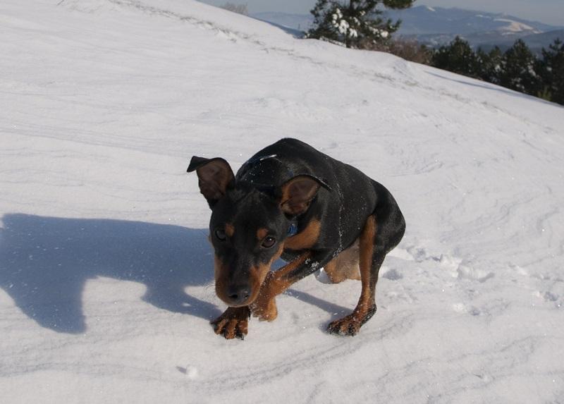 Psa v polarnem mrazu pustil na prostem, čaka ga kazenska ovadba