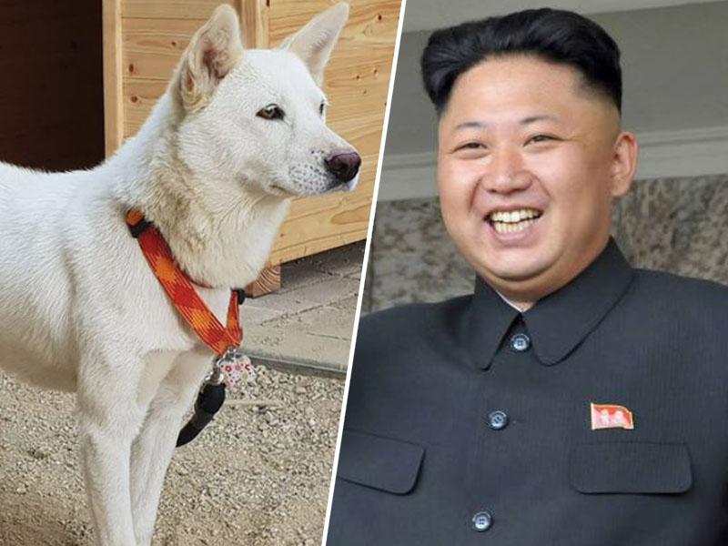 Pasja diplomacija: Kim podaril južnim sosedom psa, nadzor pa zmanjšal število prebežnikov