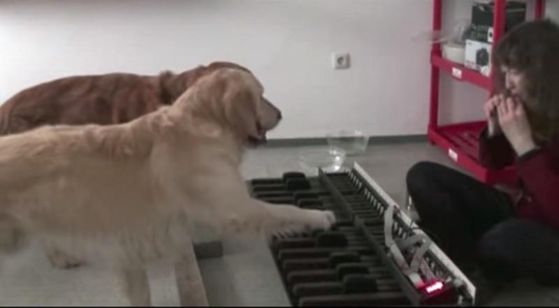 Zlata prinašalca znata igrati klavir