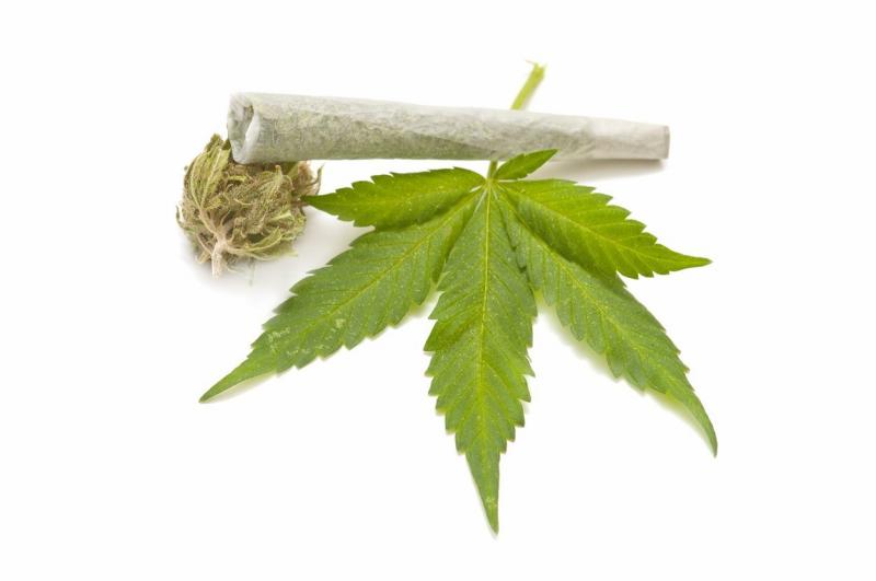 V pripor zaradi gojenja konoplje v okolici Vrhnike