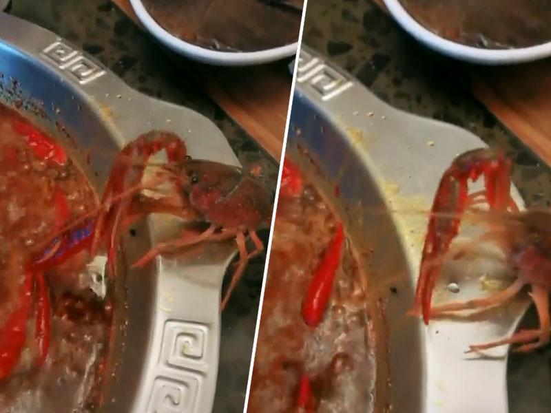 Rak zbežal iz vroče juhe in postal heroj socialnih omrežij