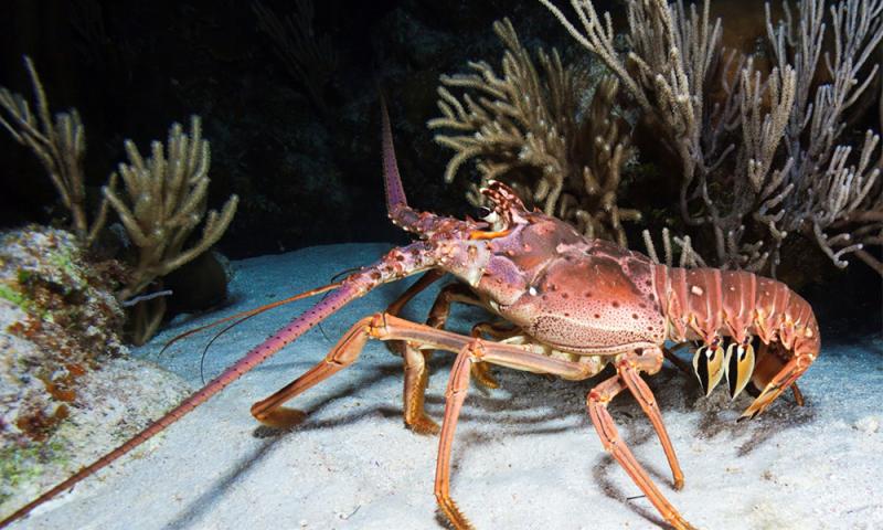 Na dnu Tihega oceana našli prepovedane kemikalije