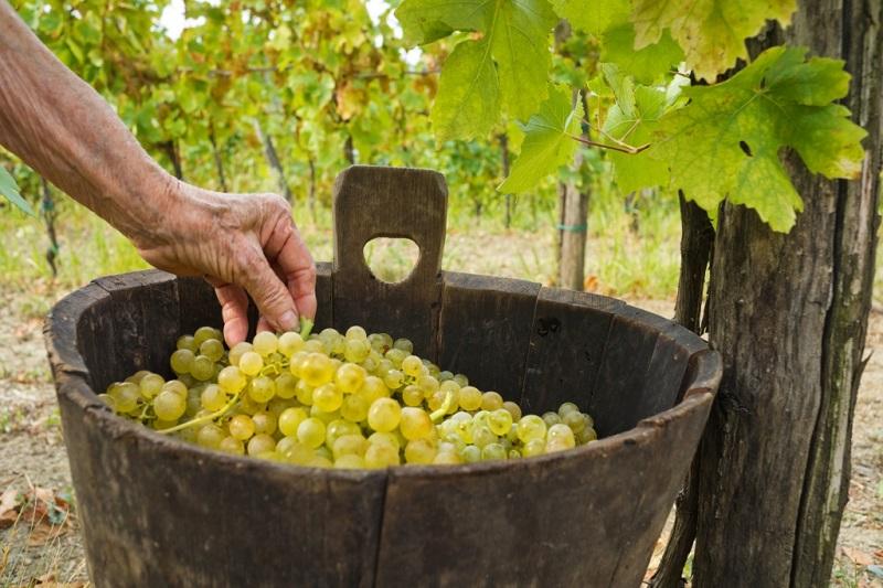 Slovenski vinogradniki letos pričakujejo nadpovprečen letnik 