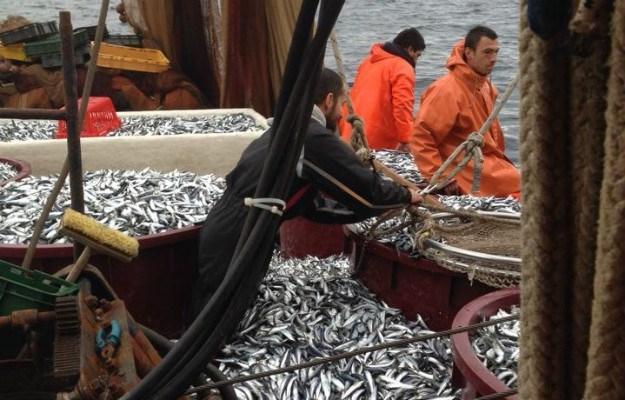 Evropski parlament sprejel večletni načrt za ribištvo v Jadranu