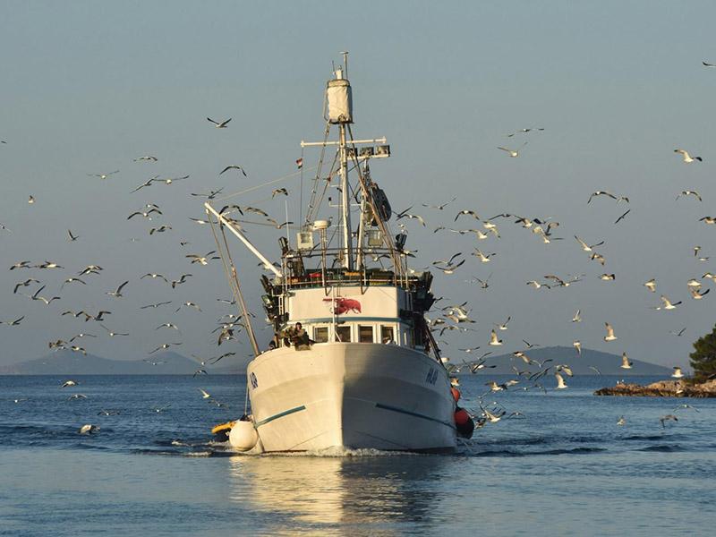 Ulovil kar 6,5-kilogramskega lignja