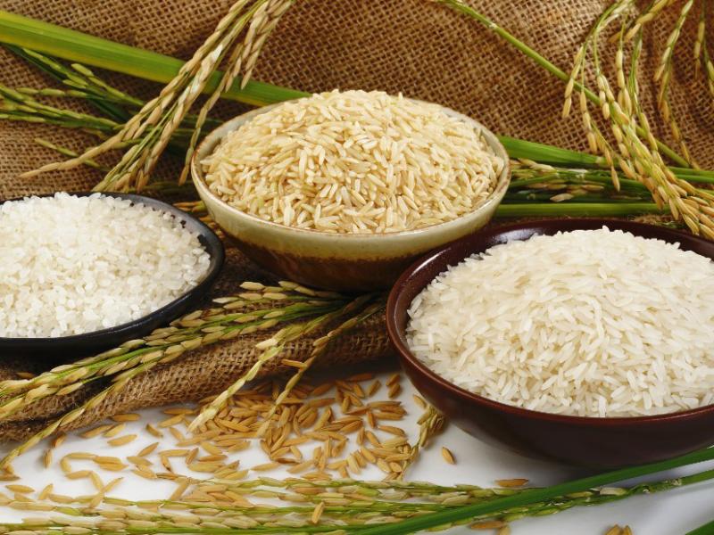 Italijanski proizvajalci riža opozarjajo na nevarno konkurenco iz Azije