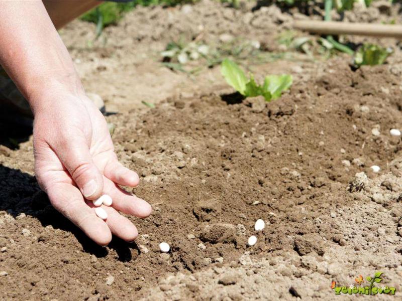 Ne prinašajte rastlin iz eksotičnih dežel, svarijo na Uradu varno hrano, veterinarstvo in varstvo rastlin