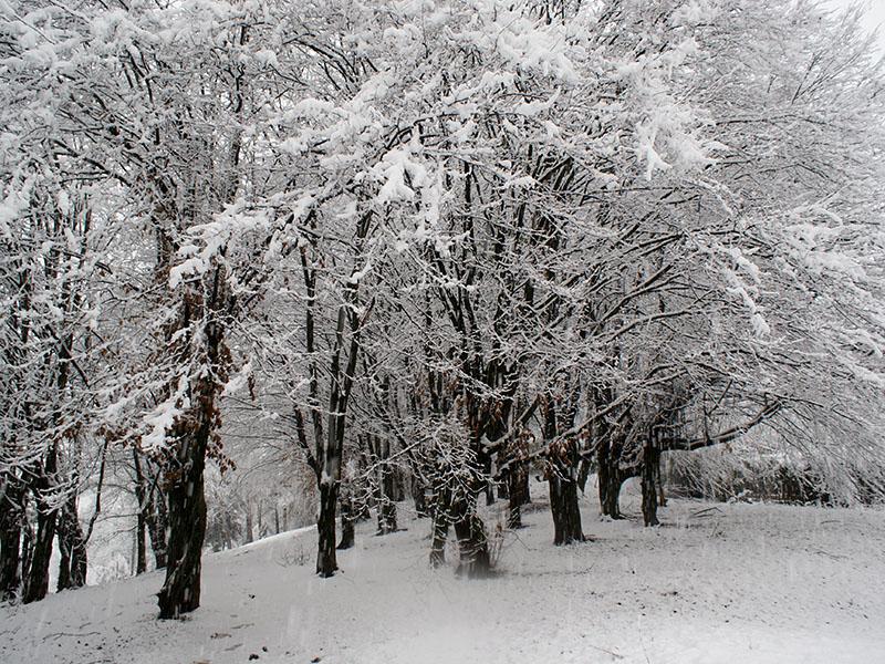 Slovenija zabeležila eno najbolj hladnih juter te zime; tudi več kot 20 stopinj pod lediščem