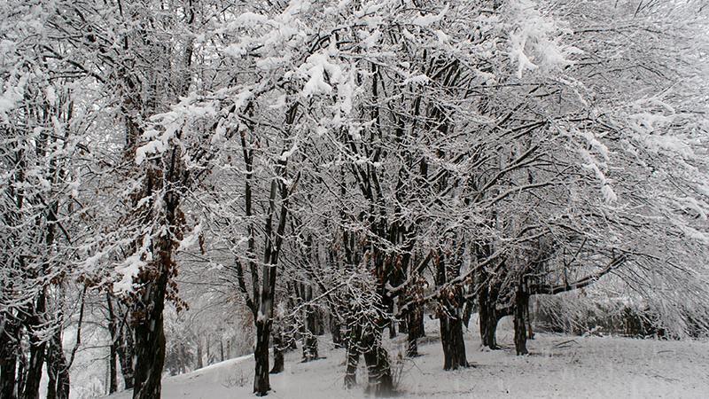 Ponedeljek bo znova prinesel sneg