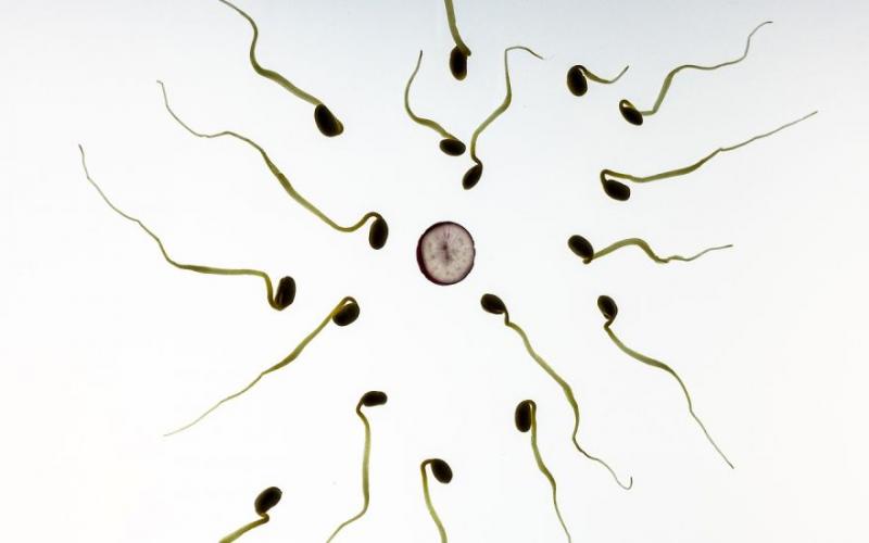 Sperma pomurskih moških izstopa po slabši kakovosti