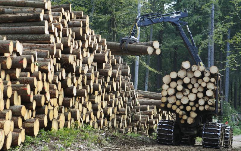 Kmetje lani posekali 1,8 milijona kubičnih metrov lesa