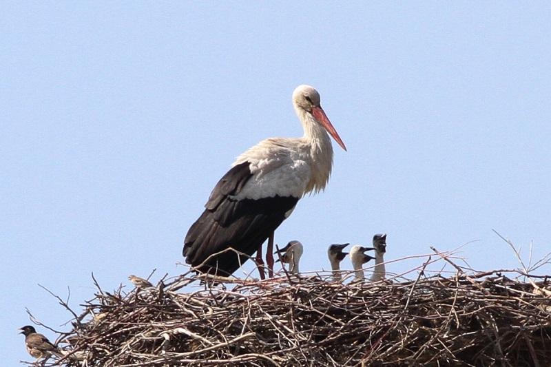 Prehitra vrnitev iz Afrike: Štorklje v Evropi pristale v ledu