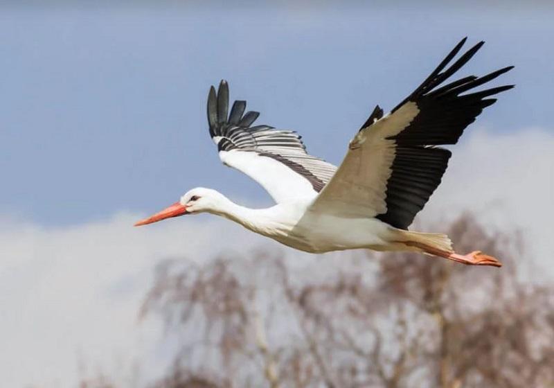 Izraelska zračna obramba »napadla« - ptico selivko