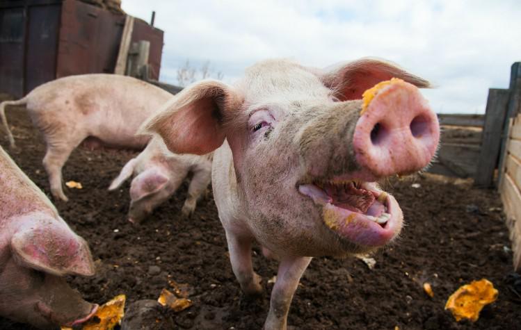 Ali za koronavirusom prihaja še G4? Znanstveniki odkrili nov sev svinjske gripe s »pandemijskim potencialom«