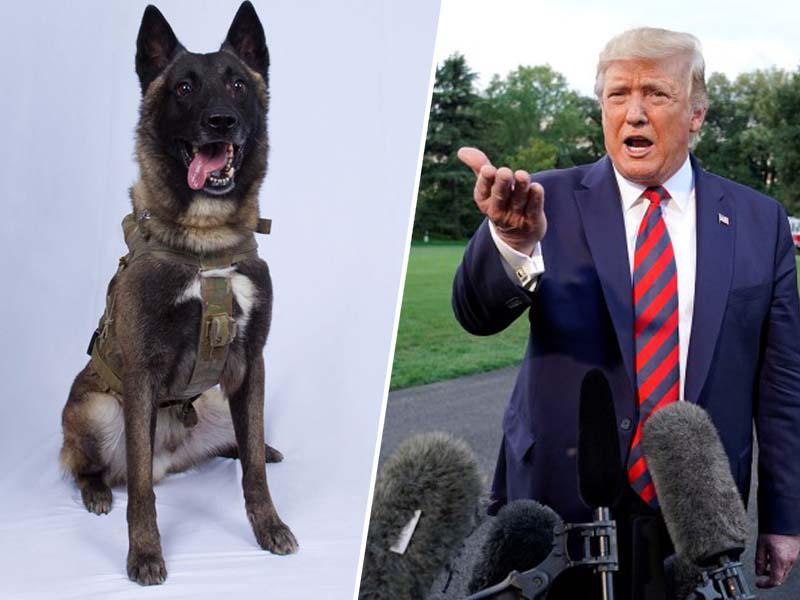 Predsednik ZDA razkril sliko junaškega psa, ki je zasledoval Al Bagdadija