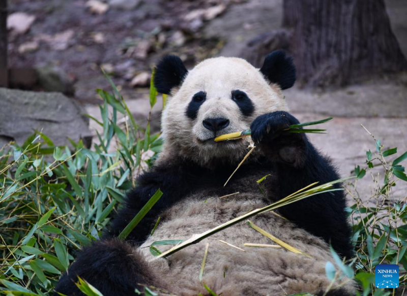 Konferenca Global Panda Partners: »Postanimo partnerji pand, glasnikov miru in harmoničnega sobivanja človeka z naravo!«