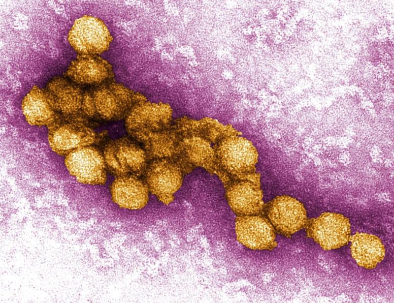 Z virusom Zahodnega Nila okužena ena oseba v Sloveniji