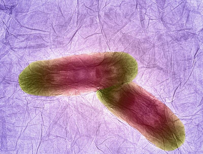 Znanstveniki razvili antibiotičnega trojanskega konja