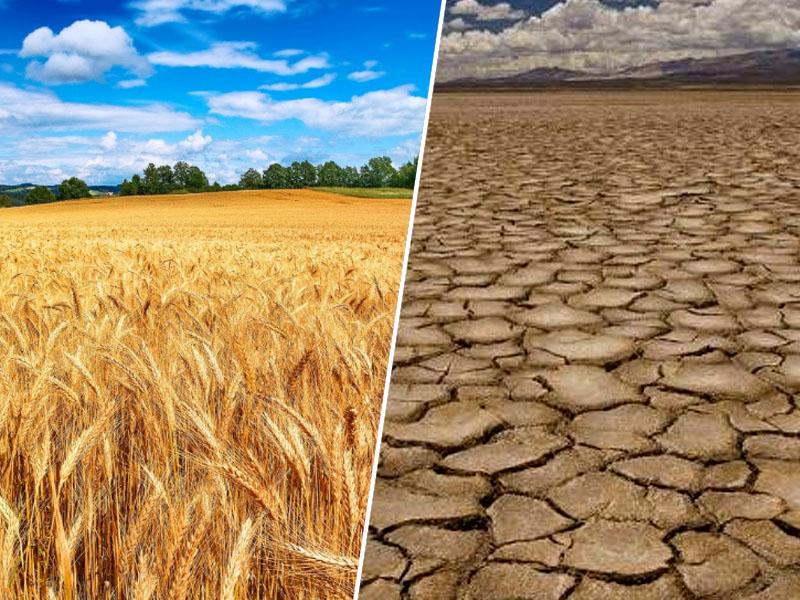 Nemški kmetje zahtevajo milijardo evrov za pokritje škode ob letošnji suši