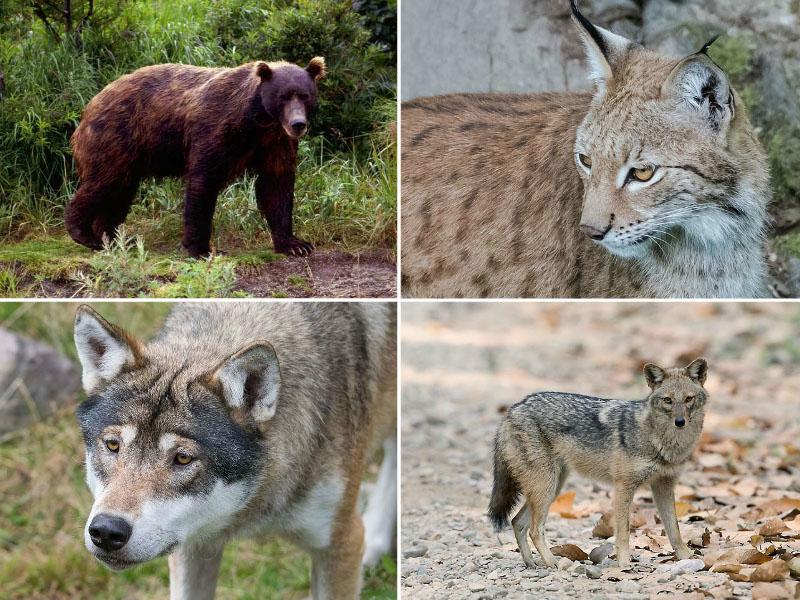 Kmetijsko gozdarska zbornica za bolj učinkovito upravljanje z zvermi