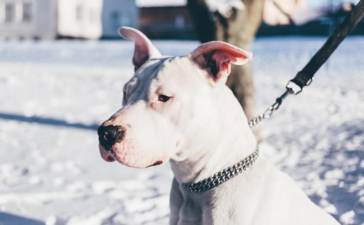 Staffordshirski terier