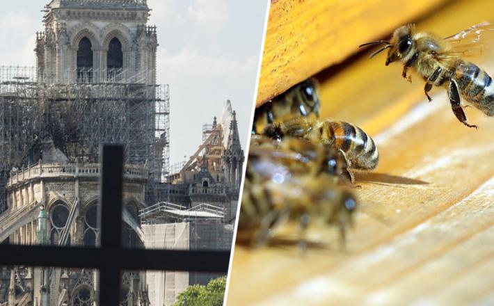 Aleluja - čebele in Notre Dame