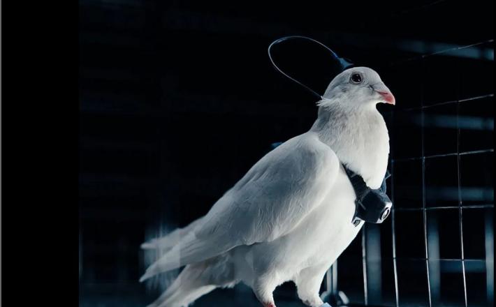 Nadzor Golobov ali Goloba? Vir: Posnetek zaslona, X Nadzor Golobov ali Goloba? Vir: posnetek zaslona Sun, X