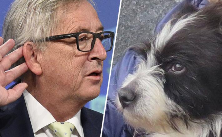 Juncker in posvojeni pes
