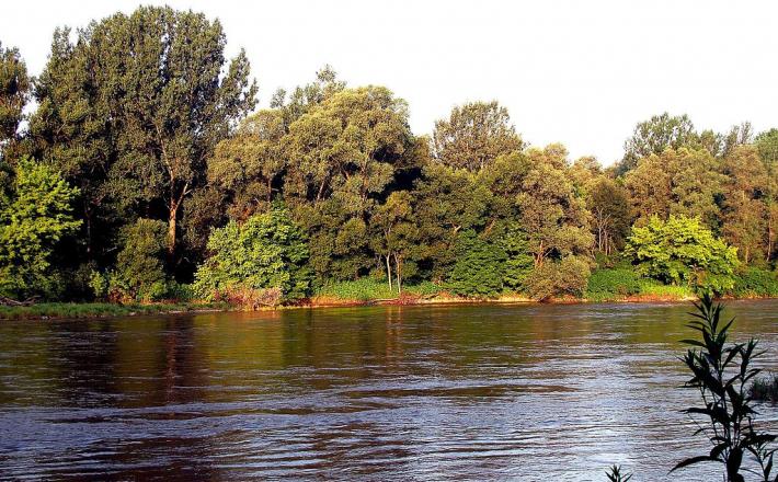 Mura
