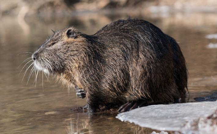 Nutria 