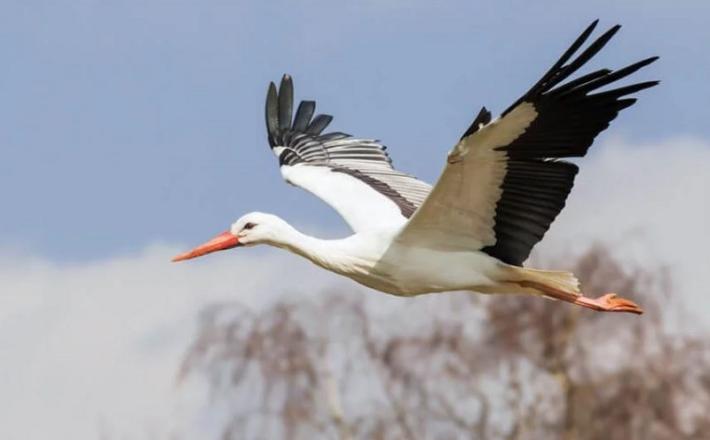 Bela štorklja med poletom Vir: Telegram