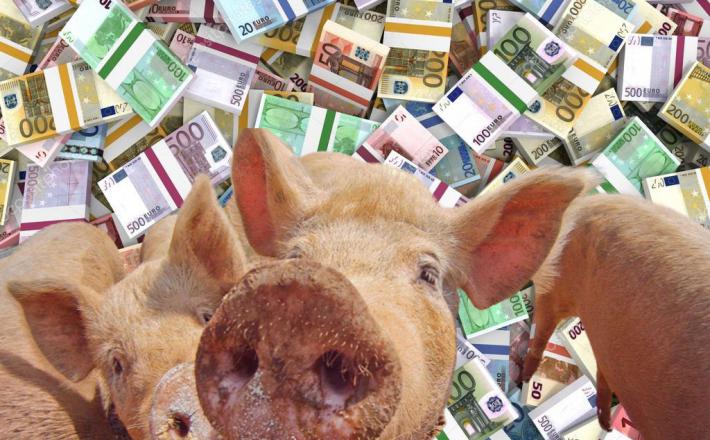 Tudi pri svinjah se vse vrti okoli denarja...