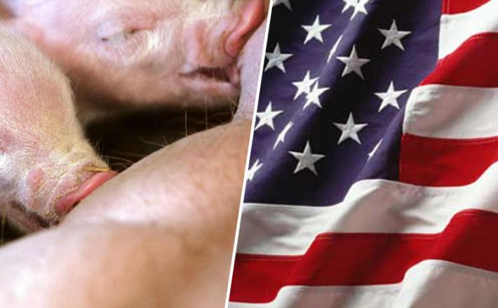 Svinjsko meso - prašički in ZDA