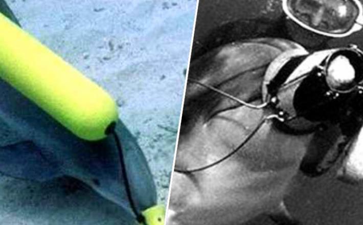 Ukrajinski vojaški delfini