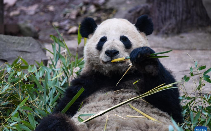 Velika panda (Vir: Xinhua/Wang Xi)