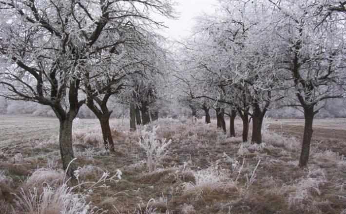 zima - mraz -nizke temperatura - ponazoritvena fotografija